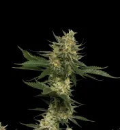 Tangie