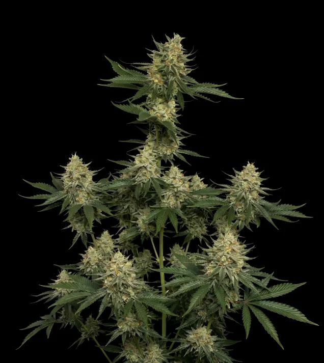 Tangie