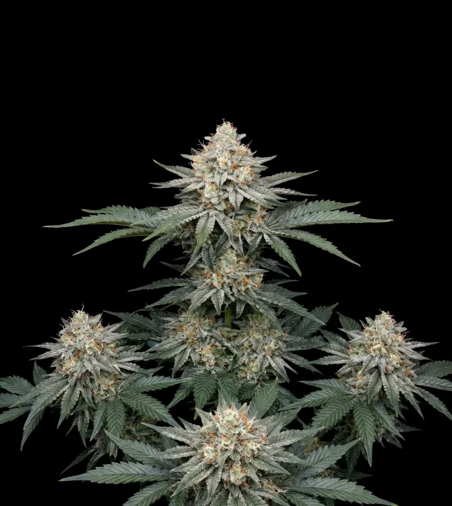 Triangle Kush Auto