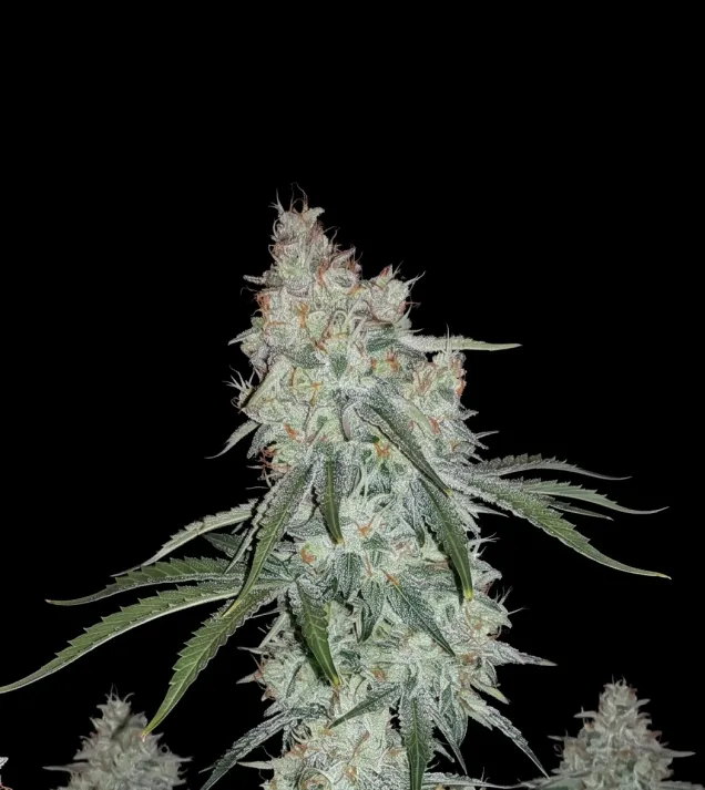 Triangle Kush