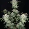 Wedding Cake Regular