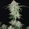 Wedding Cake Regular