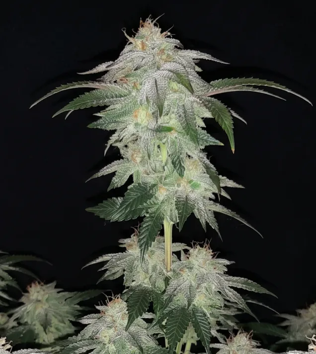 Wedding Cake Regular