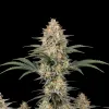 White Rhino