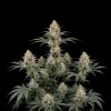 White Rhino