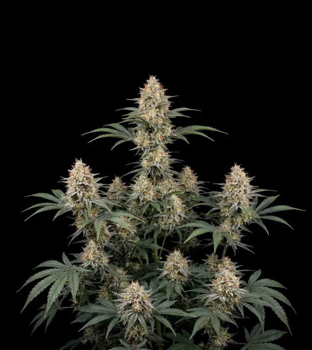 White Rhino