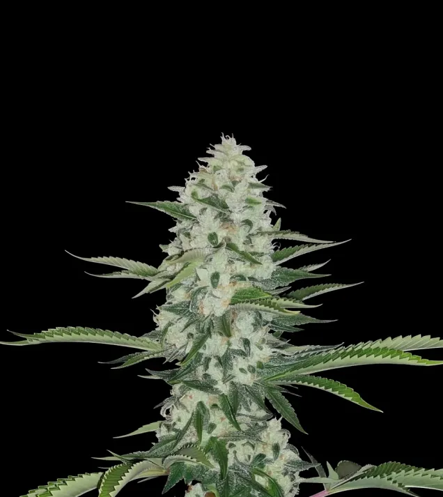 Zkittlez Regular