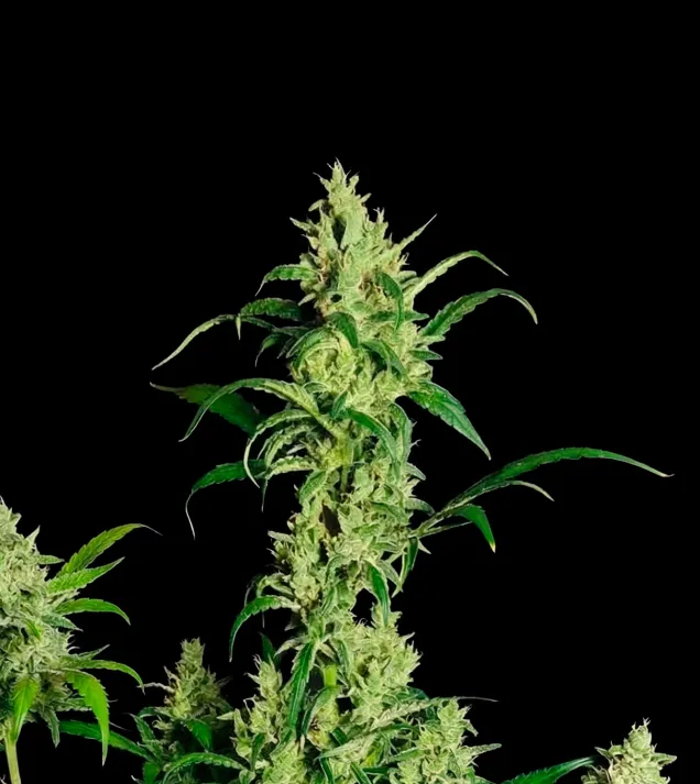 Cheesecake Auto
