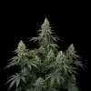 Critical 47 F1