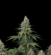 Critical 47 F1