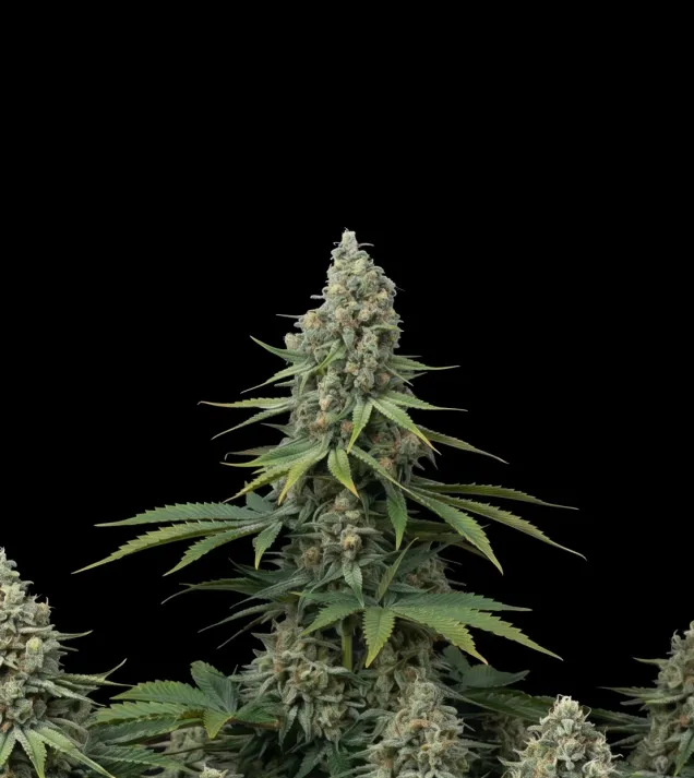 Critical 47 F1