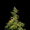 Mimosa Auto