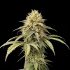 Pineapple Express