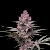 Pure Haze