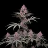 Pure Haze