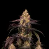 Watermelon F1
