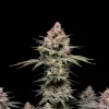Grease Monkey