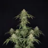 AK 48