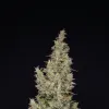 Hindu Kush Auto