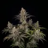Purple Urkle