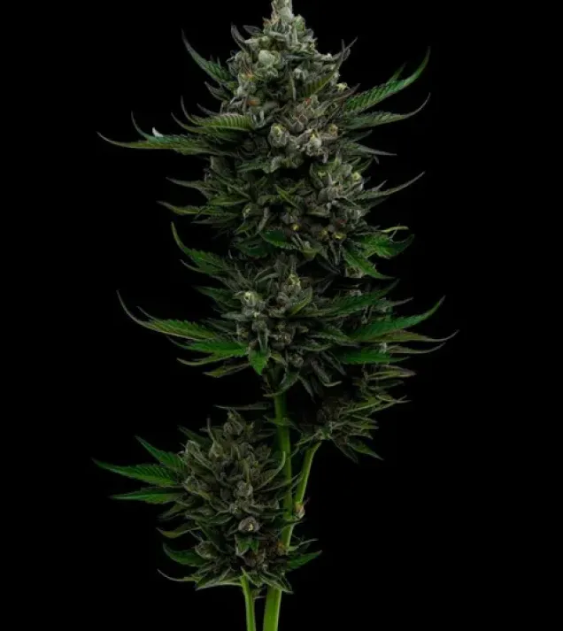 All Gas OG Auto