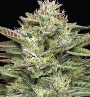 Blueberry Cupcake