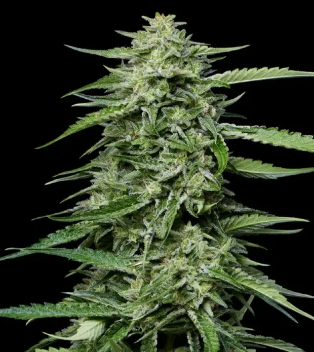 Blueberry Honey