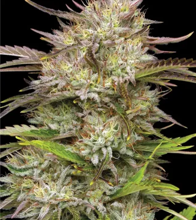 California Haze