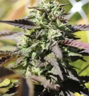 Chunkadelic Auto