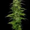 Dream Queen Auto