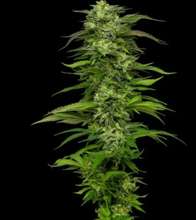 Dream Queen Auto