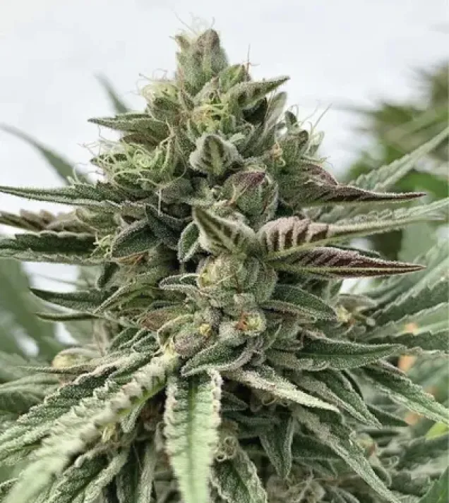 Humboldt Pound Cake