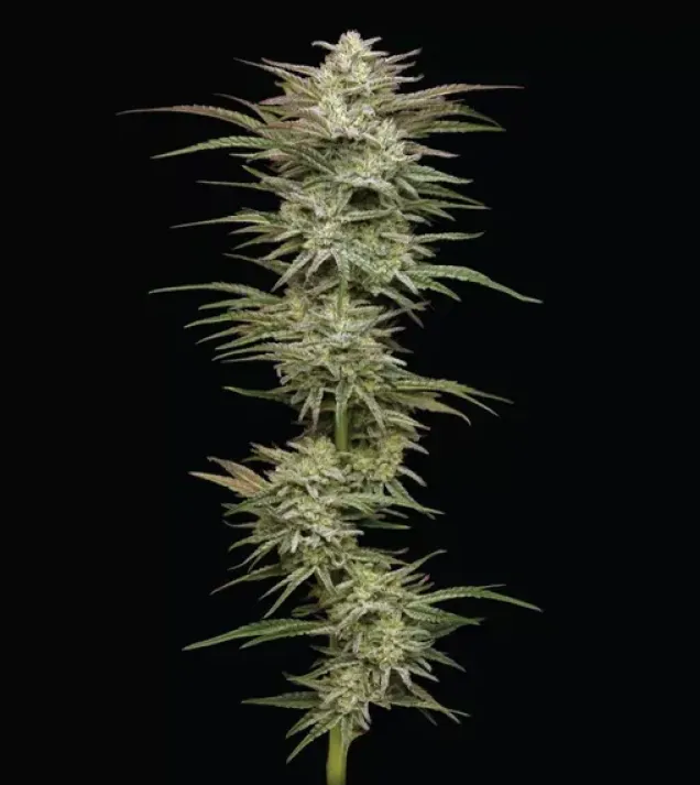 Jelly Donutz Auto
