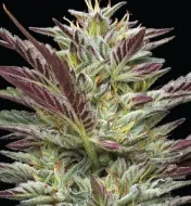 Notorious THC