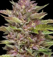 Pineapple Muffin Auto