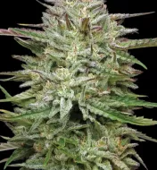 Pound Town Auto