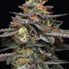 Vanilla Frosting