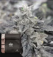 Melon Melange Regular