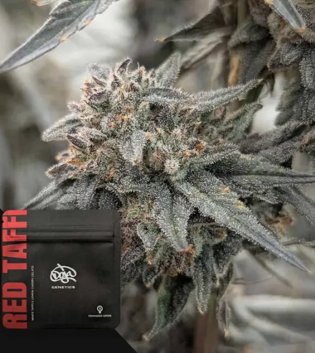 Red Taffi