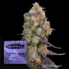Blueberry Zkunk