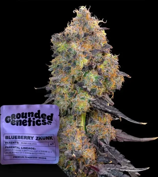 Blueberry Zkunk