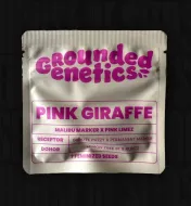 Pink Giraffe