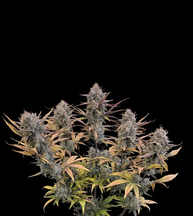 Pink Guava Fast