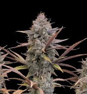 Pink Guava Fast