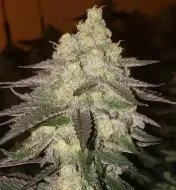 Banana Daddy RBX2 Auto&nbsp;