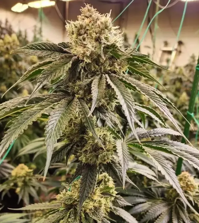 Dirty Banana Gen 1 Fast