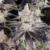 Ethos Cookies R2