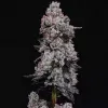 Lemon Cherry Gelato RF3 Auto