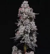Lemon Cherry Gelato RF3 Auto
