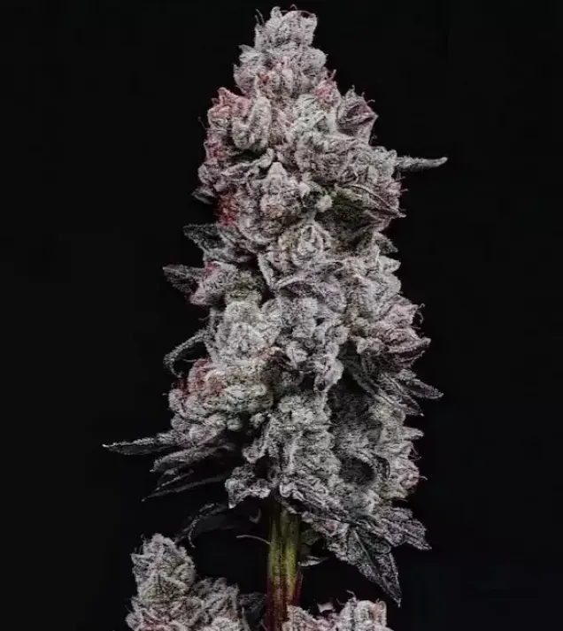 Lemon Cherry Gelato RF3 Auto